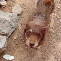 سگ پاکوتاه