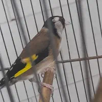 سهره مست|پرنده|شهر ری, امین آباد|دیوار