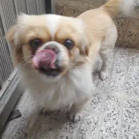 سگ پاکوتاه گمشده|حیوانات|مراغه, |دیوار