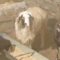 قوچ میش