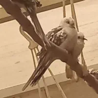 کبوتر الماسی