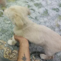 پامر اشپیتز با وسایل