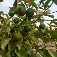 فروش ۱۷۵۰ متری