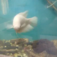 ماهی آکواریوم گوشت خوار معاوضه با چند تا لجن خوار|ماهی|زابل, |دیوار