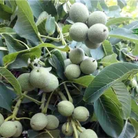 نهال گردو خوشه ای (پیوند ی) دیر گل