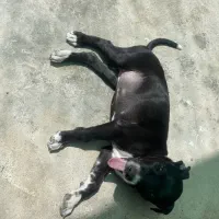 پیتبول بلک|سگ|کرمان, |دیوار