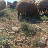 فروش بره پرواری
