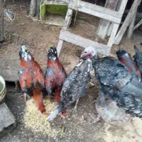 خروس محلی و بوقلمون|حیوانات مزرعه|رودبنه, |دیوار