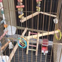 قفس کاسکو عروس هلندی