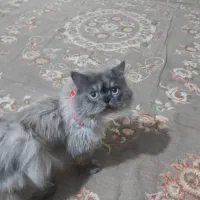 گربه هیمالین پرشین  نر    پر انرژی