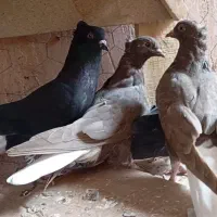 زاغ دم سفید.سرکه ای دم سفید