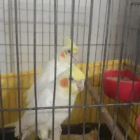 عروس هلندی