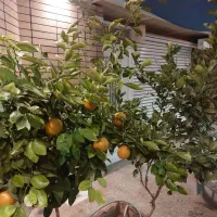 دوطبقه-نوساز-شمالی-غربی-راه-مجزا