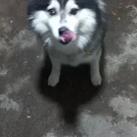 سگ مالاموت اصیل سورتمه معاوضه هم می شه|سگ|رشت, پسیخان|دیوار