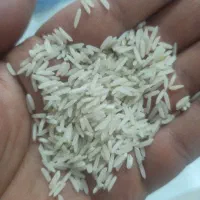 برنج شمال