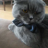 اسکاتیش بلو آنفولد جفتگیری