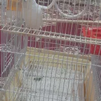 فروش قناری نر