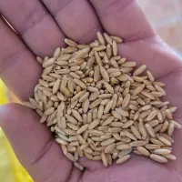 گندم دیم بذری