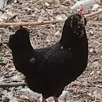 مرغ خروس مرندی