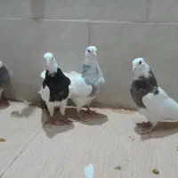 کبوتر طوقی+دم چتری کاکل پرپا|پرنده|یزد, |دیوار