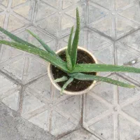 گل و گیاه|گل و گیاه طبیعی|مبارکه, |دیوار