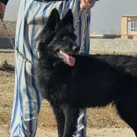 ژرمن|سگ|اصفهان, براآن شمالی|دیوار