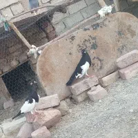 کبوتر یهودی