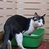 گربه دورگه dsh سیامی چشم سبز 2ساله