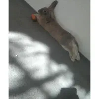 خرگوش قیمت 260تومان فقط فوری تخفیف هم داره