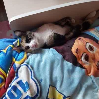 گربه شیرین ما کندی