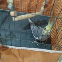 کفتر عروس هلندی ..قناری سهره معاوضه با|پرنده|پاکدشت, پاکدشت (مامازند)|دیوار