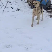 سگ پژدر