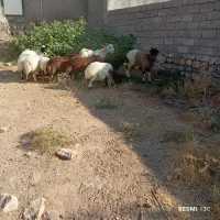 بره دوبری سفید صادراتی|حیوانات مزرعه|آبدانان, |دیوار