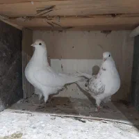 فروش کبوتر های جفت درجه یک با پریدن ۵ تا ۶ساعت نیم|پرنده|سیستان, |دیوار