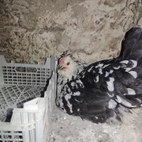 یک عدد خروس گلین و هفت عدد مرغ گلین