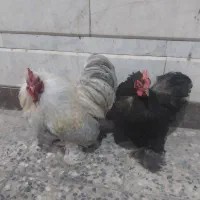 مرغ وخروس کوشین