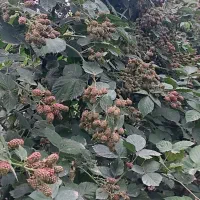 نهال تمشک بلک بری پیشرس