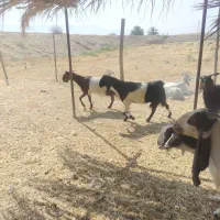 بز داشتی