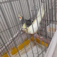 دوعدد عروس هلندی نر و ماده