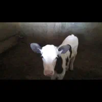 گاوشیریزایماندومباگوسالهسیمینتالماده|حیوانات مزرعه|رشتخوار, |دیوار