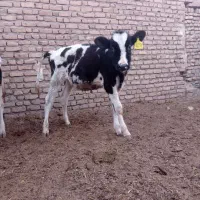 گاو  گوساله تلیسه