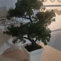 گل‌های آپارتمانی