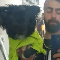 واگذاری پامر روباهی رنگ خاص