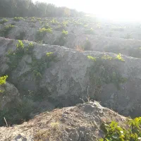 فروش باغ انگور