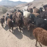 بره افشاری|حیوانات مزرعه|ماهنشان, |دیوار