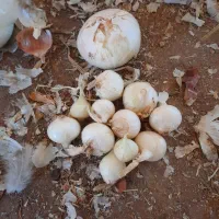 پیاز ریز بومی