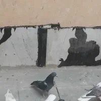 ماده زاغ همه چی تموم|پرنده|تهران, کیانشهر|دیوار