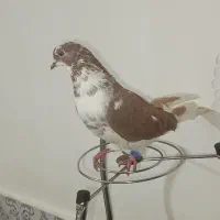 سه عدد کبوتر ماده پرشی