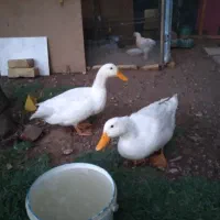 فروش یک جفت اردک نرو ماده