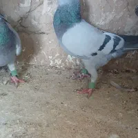 دوتا سبز هر دو نر هستند